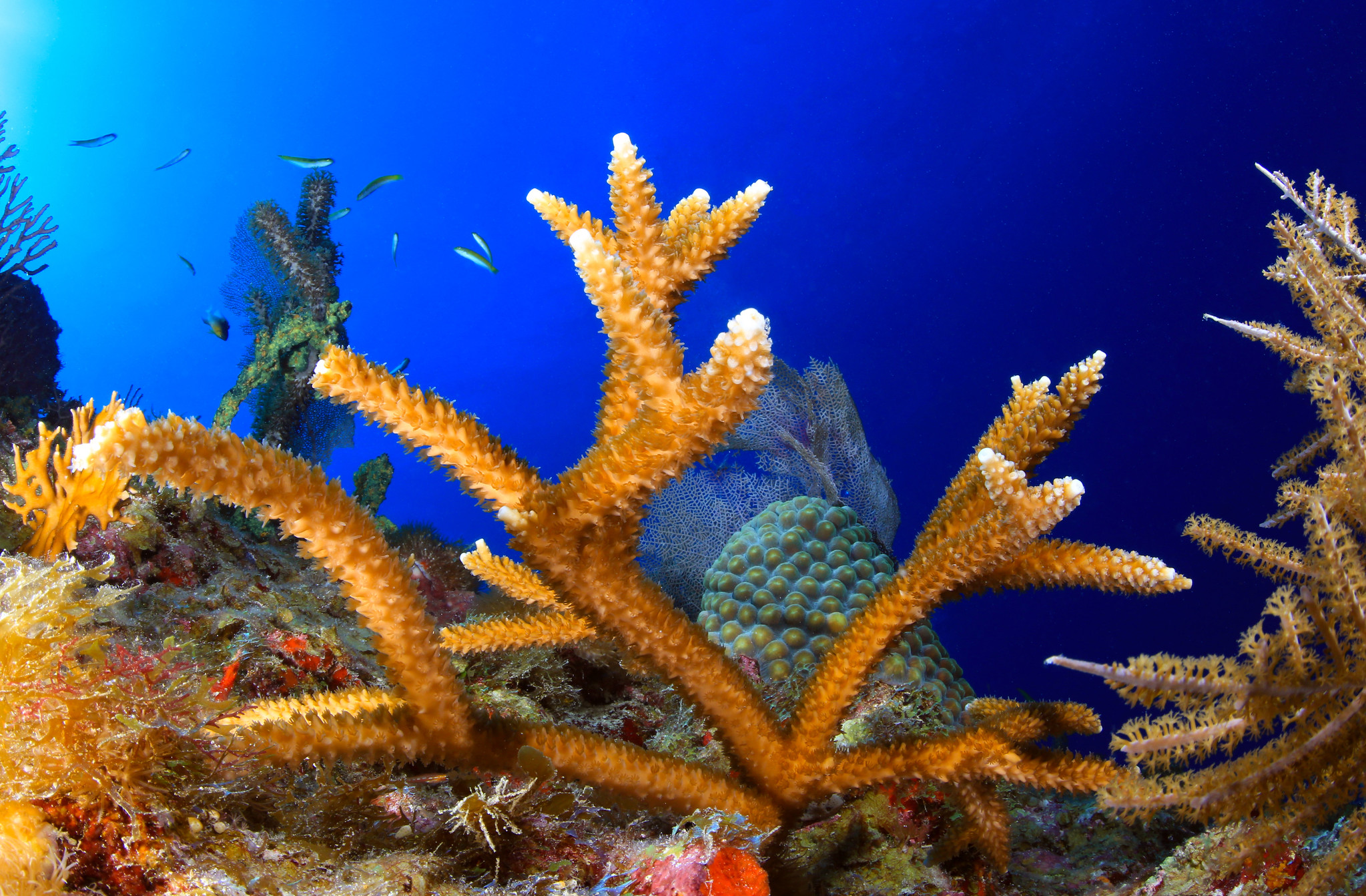 FKNMS   staghorn coral   Greg McFall NOAA